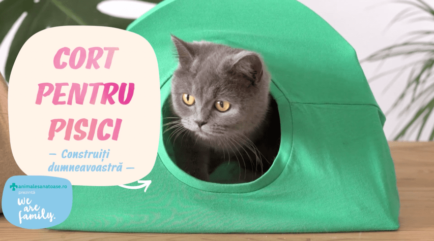 Cort Pentru Pisici